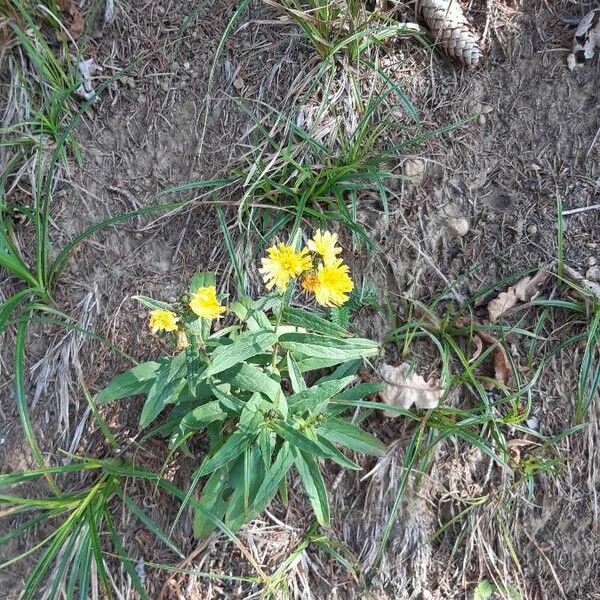 Hieracium umbellatum 花