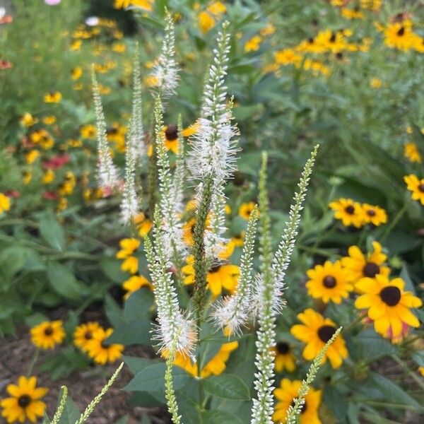 Veronicastrum virginicum Flower