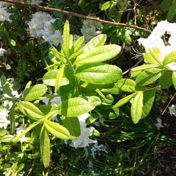 Rhododendron calendulaceum Folha