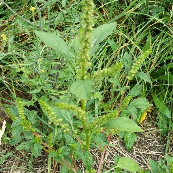 Amaranthus hybridus Fruit