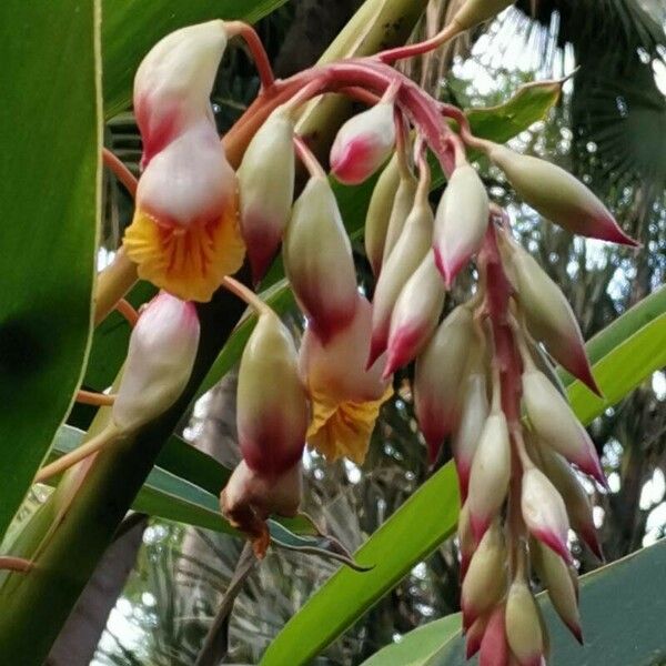 Alpinia zerumbet Flor