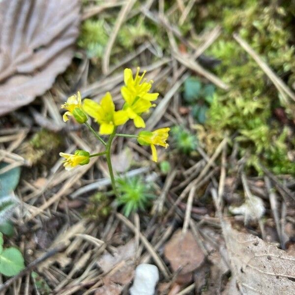 Draba aizoides Flor