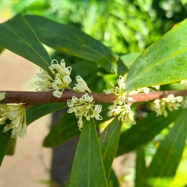 Hakea salicifolia Flower