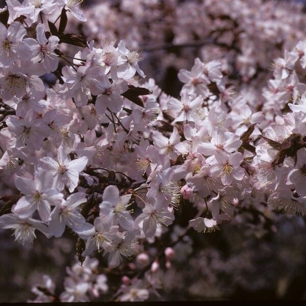 Prunus cyclamina