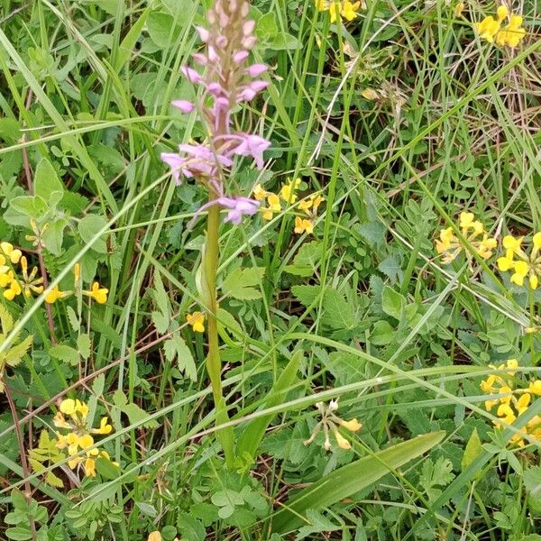 Gymnadenia conopsea Habit