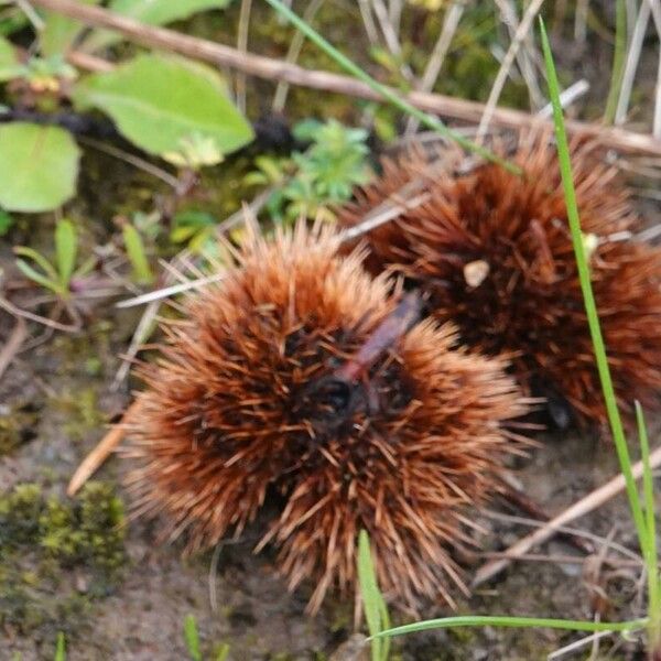 Castanea sativa Fruct