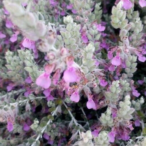 Teucrium marum Цветок