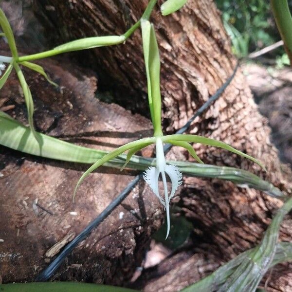 Epidendrum ciliare Flower