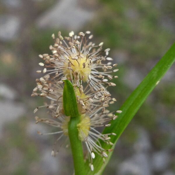 Sparganium angustifolium Žiedas