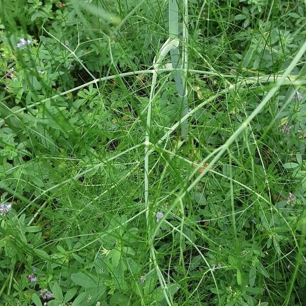 Foeniculum vulgare Fulla