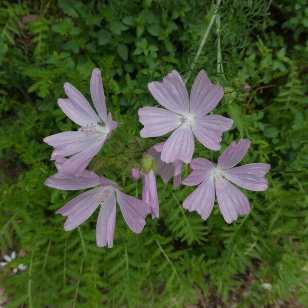 Malva moschata Flower