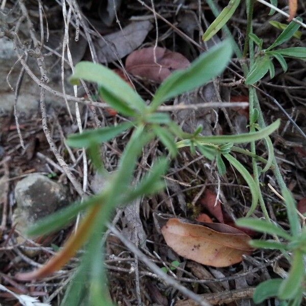 Convolvulus cantabrica ഇല