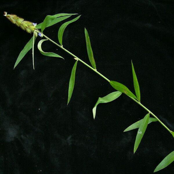 Crotalaria sessiliflora Hábito