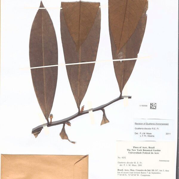 Guatteria discolor Leaf