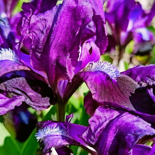 Iris pumila ফুল