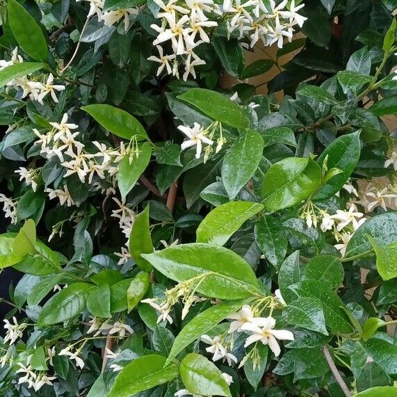 Trachelospermum jasminoides পাতা