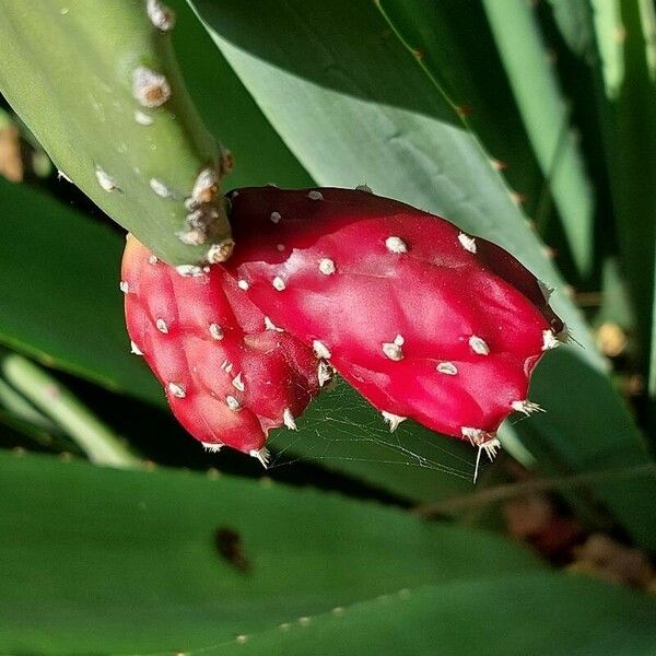 Opuntia cochenillifera Frukt