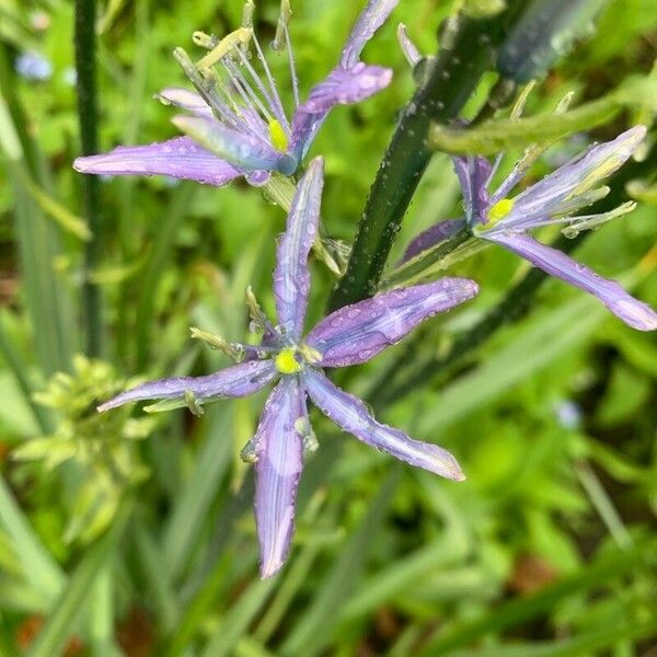 Camassia quamash Flower