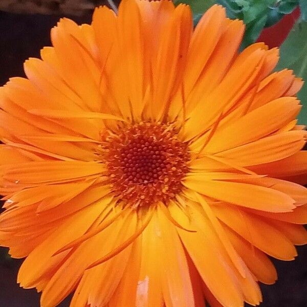 Calendula stellata Blüte