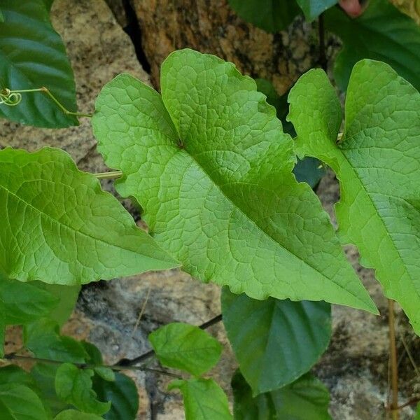 Antigonon leptopus Leaf