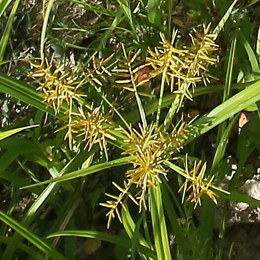 Cyperus esculentus Φρούτο