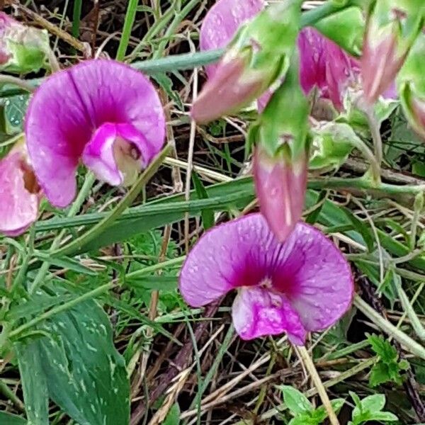 Lathyrus latifolius പുഷ്പം