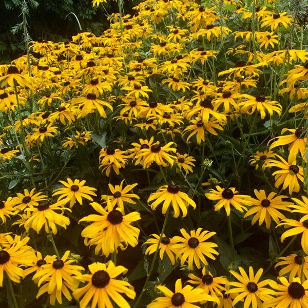 Rudbeckia fulgida 形态