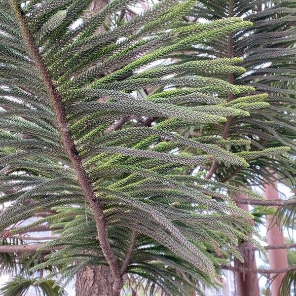 Araucaria araucana Folha