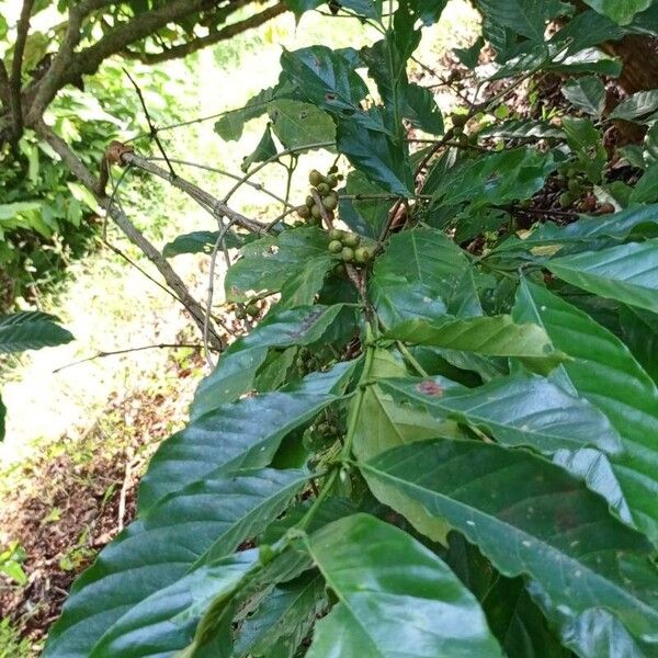 Coffea canephora Blad