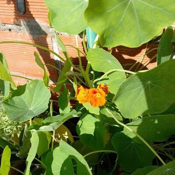 Tropaeolum majus Kukka