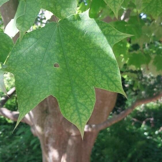 Acer cappadocicum ഇല