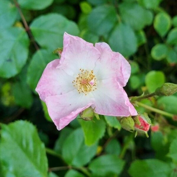 Rosa rubiginosa Blüte