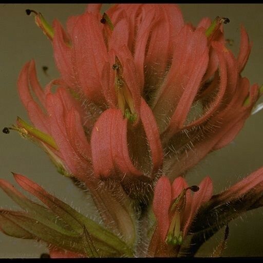 Castilleja parviflora 花