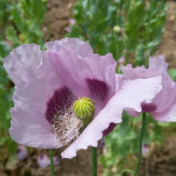 Papaver somniferum Кветка