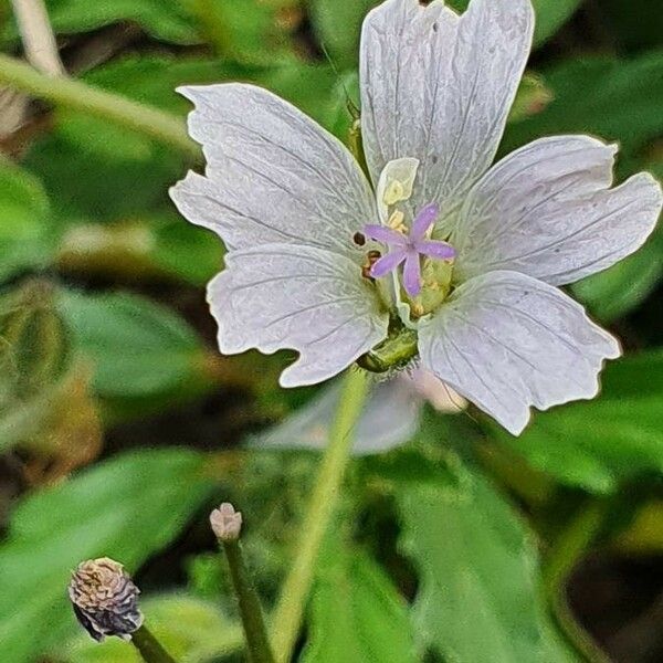 Monsonia angustifolia Blomma