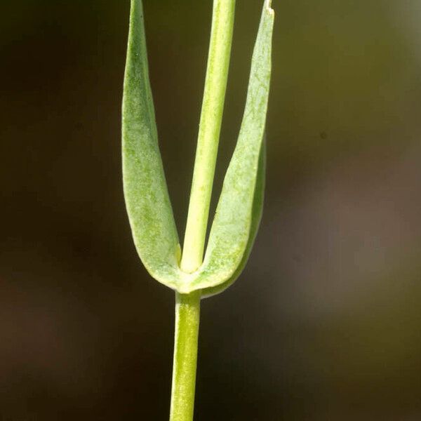 Blackstonia imperfoliata Rinde