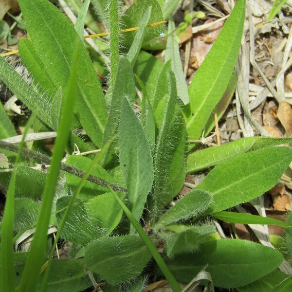 Pilosella cymosa Leaf