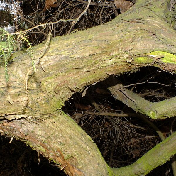 Juniperus cedrus Casca