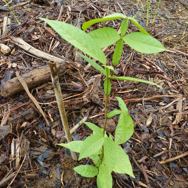 Inga edulis Foglia