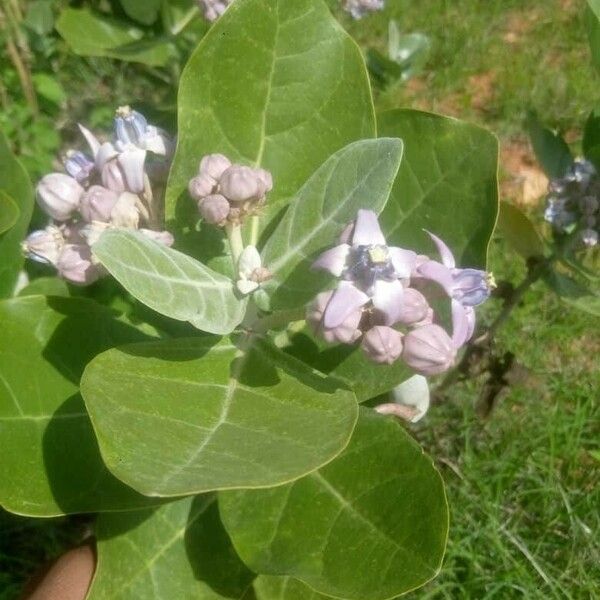 Calotropis gigantea Blomma