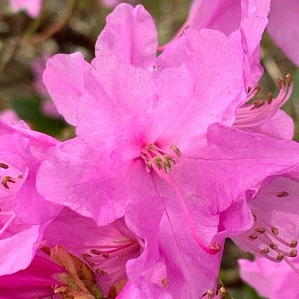 Rhododendron dauricum ᱵᱟᱦᱟ