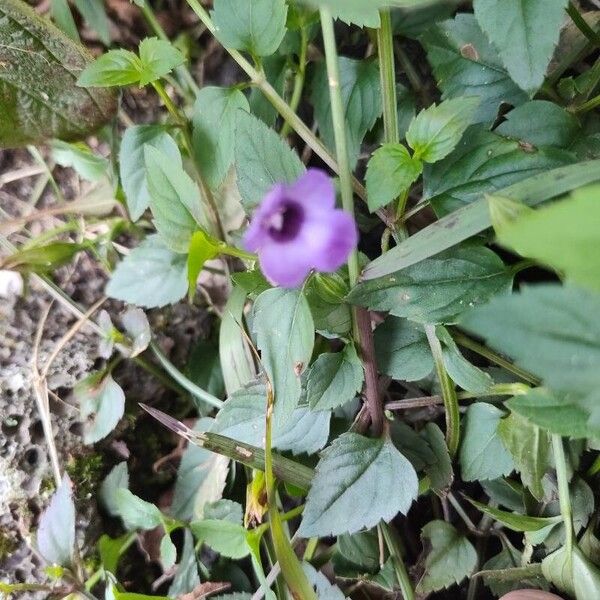 Torenia fournieri Цвят