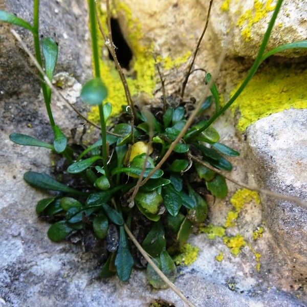 Kernera saxatilis Leaf