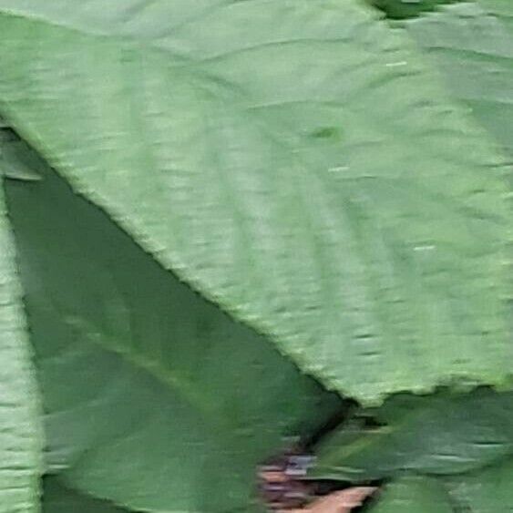 Daphniphyllum macropodum Frunză
