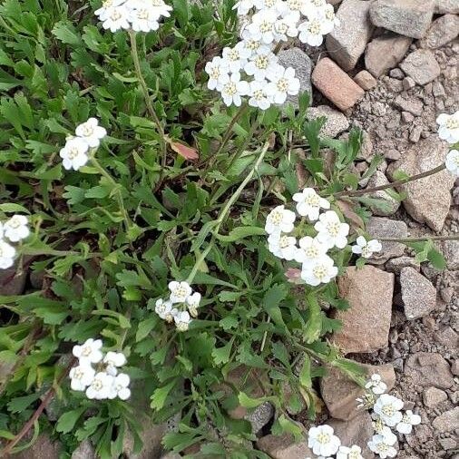 Achillea erba-rotta Квітка