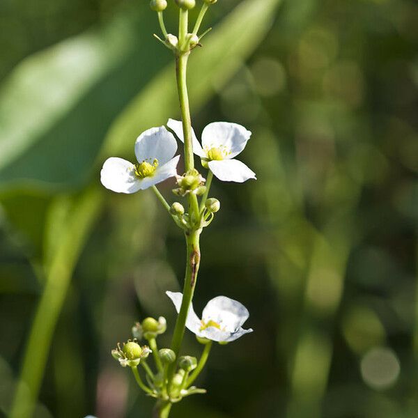 Echinodorus cordifolius Floare
