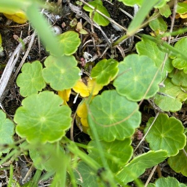 Hydrocotyle vulgaris List