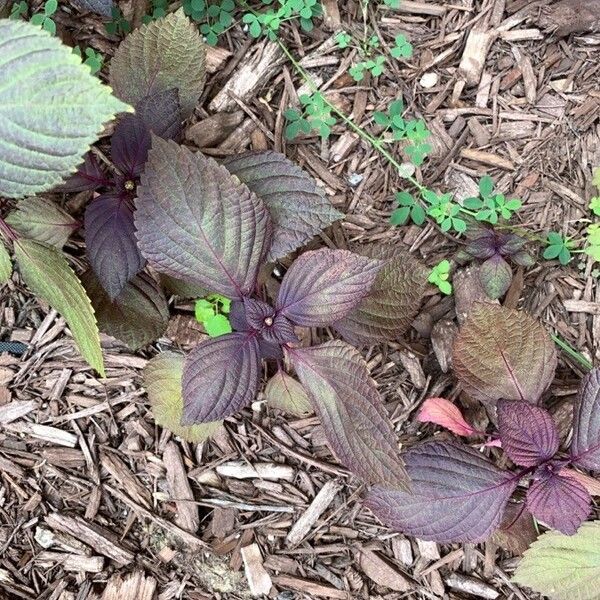 Perilla frutescens Blatt