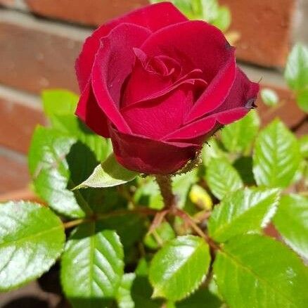 Rosa chinensis Fiore