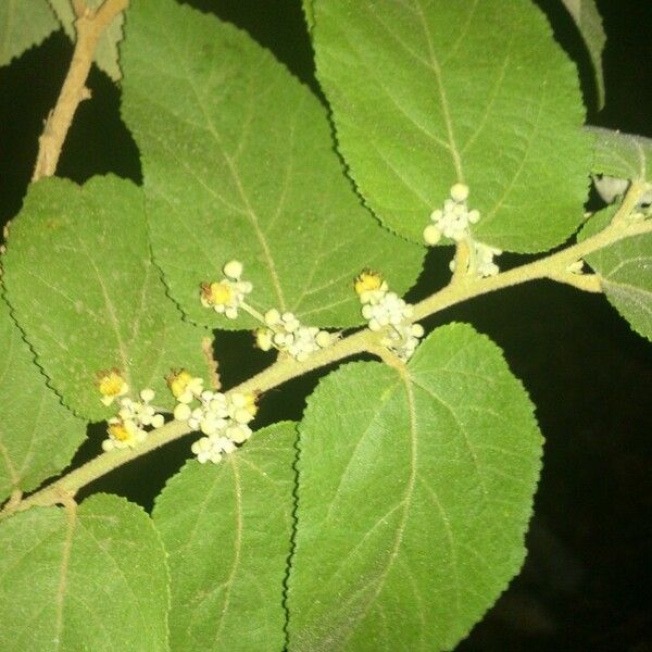 Guazuma ulmifolia Лист